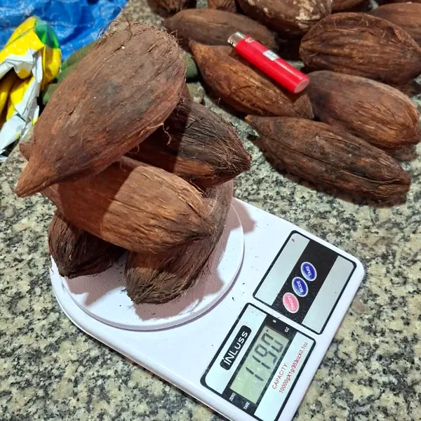 Piasava Nut 2